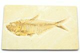 Detailed Fossil Fish (Diplomystus) - Wyoming #372313-1